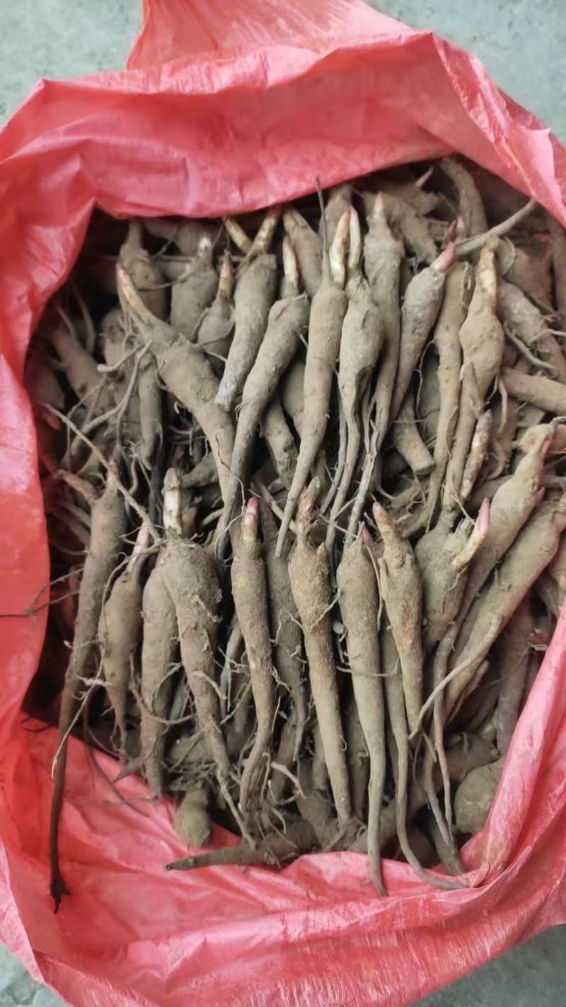 赤芍苗中药材种植好种植易管理，成活率高，免费技术指