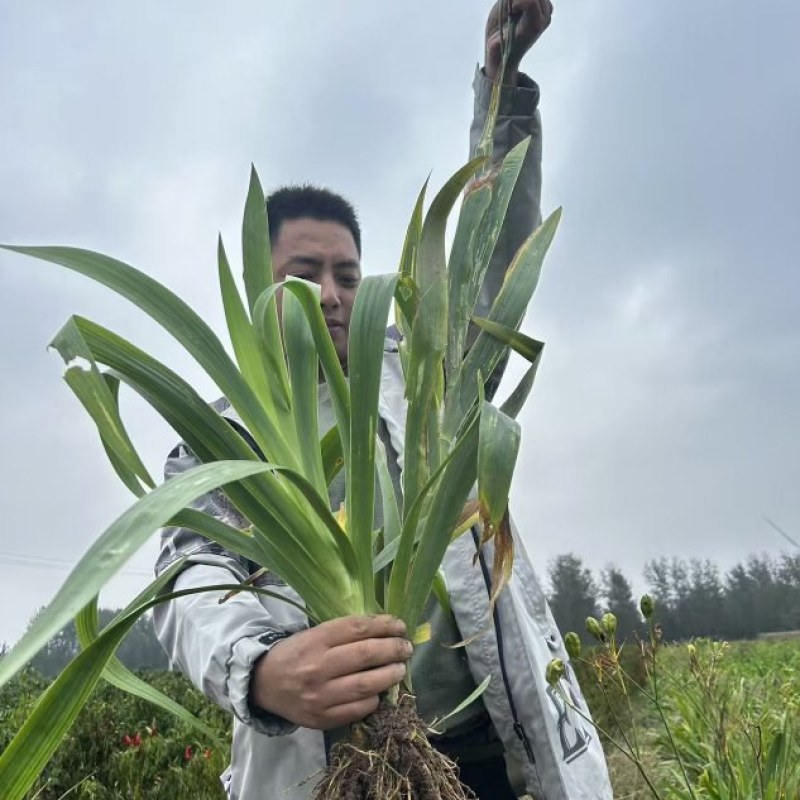 出售射干大苗，通货，40-80公分