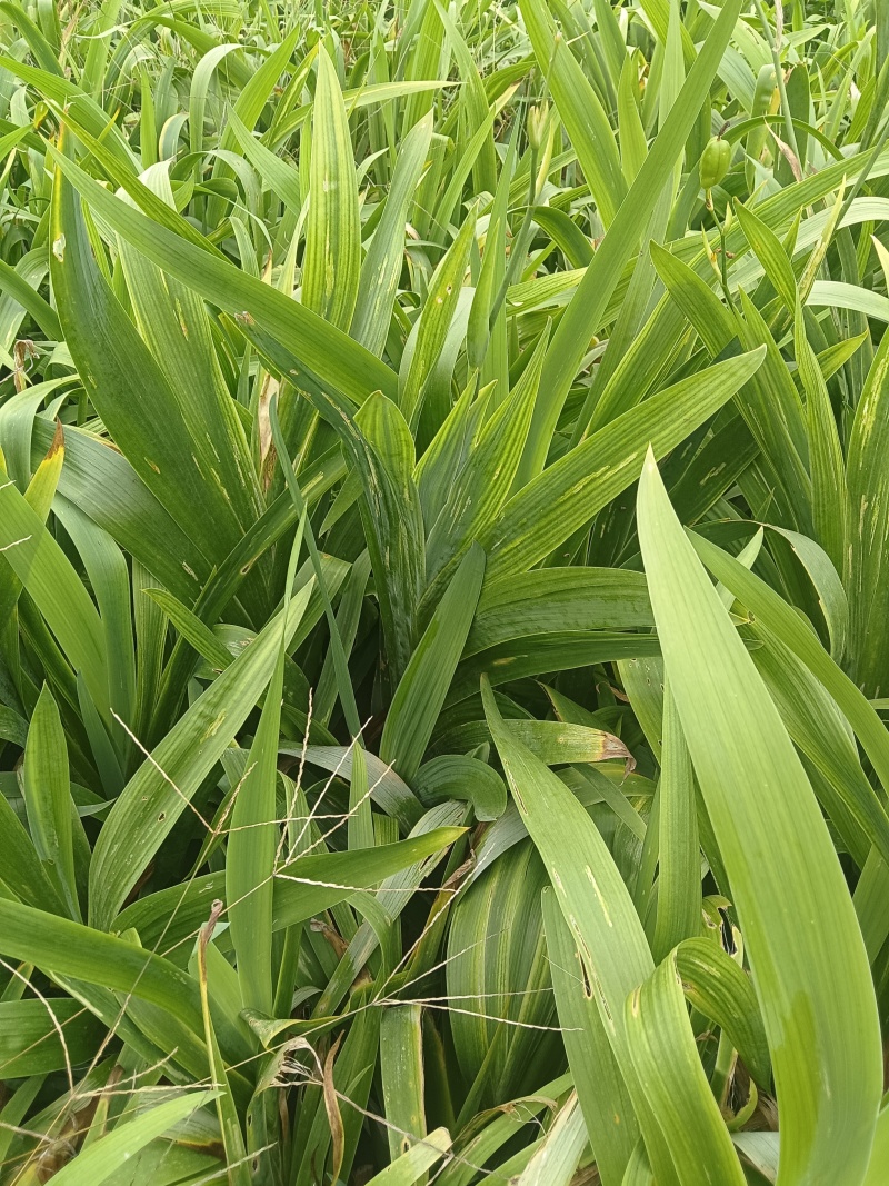 出售射干大苗，通货，40-80公分