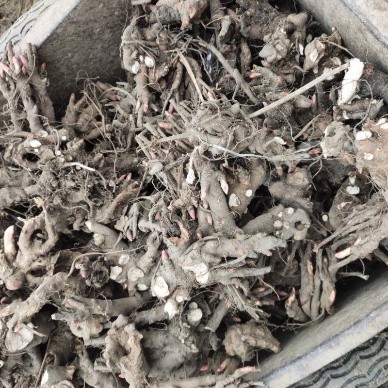 赤芍芽头中药材种苗好种植易管理免费技术指导