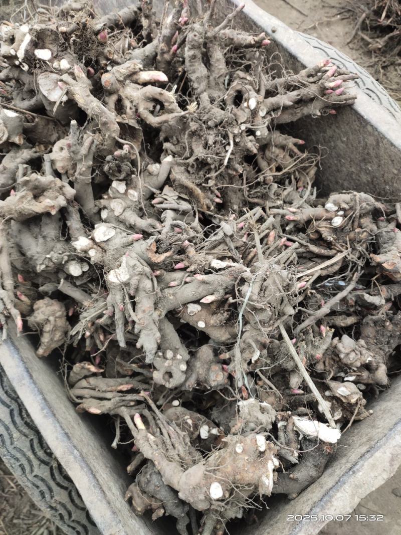 赤芍芽头中药材种苗好种植易管理免费技术指导