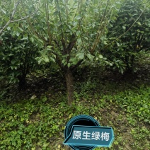 自家苗圃，红梅绿梅一万余棵，欢迎现场选购！