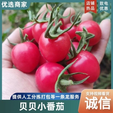 山东寿光贝贝圣女果樱桃小番茄看货论价诚信经营