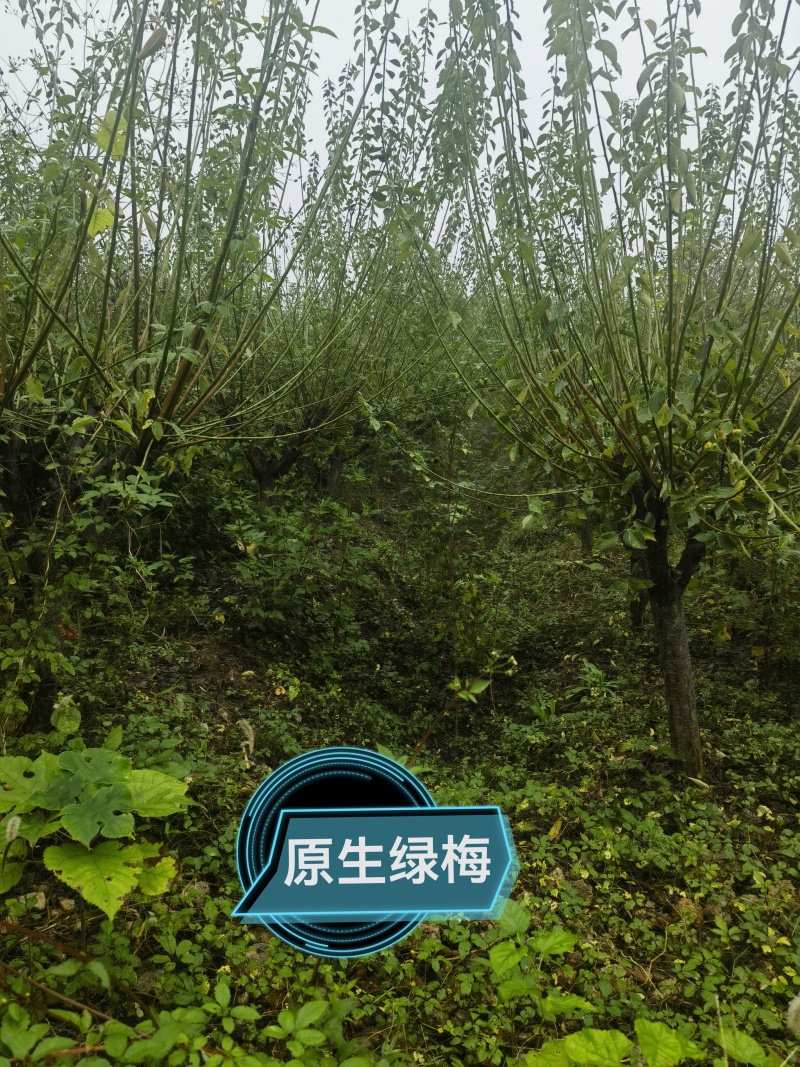 自家苗圃，红梅绿梅一万余棵，欢迎现场选购！