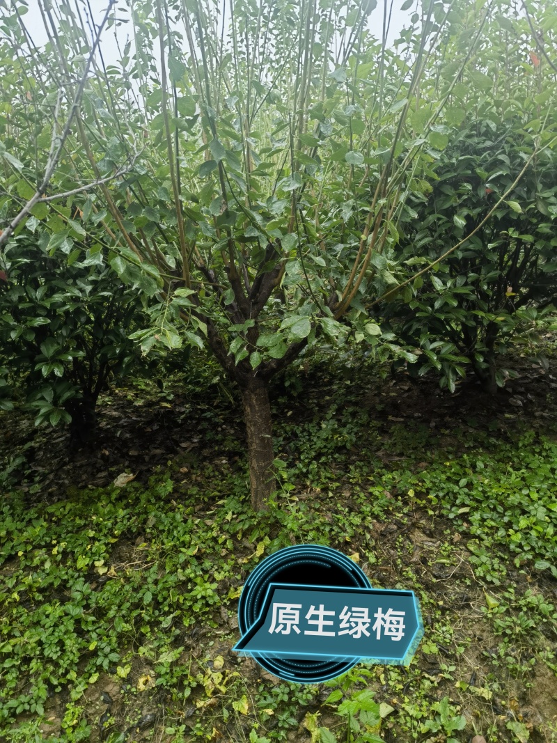 自家苗圃，红梅绿梅一万余棵，欢迎现场选购！