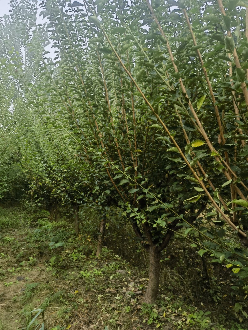 自家苗圃，红梅绿梅一万余棵，欢迎现场选购！