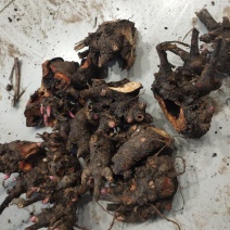 白芍芽头中药材种苗好种植易管理成活率高无水淹