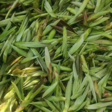 云南普洱茶绿茶