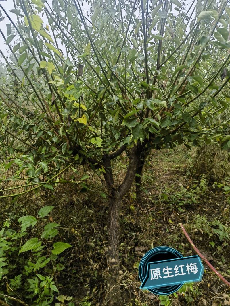 自家苗圃，红梅绿梅一万余棵，欢迎现场选购！