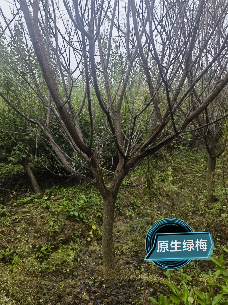 自家苗圃，红梅绿梅一万余棵，欢迎现场选购！