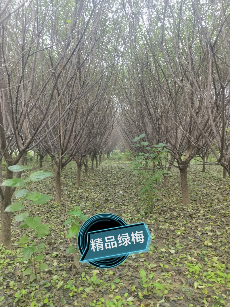 自家苗圃，红梅绿梅一万余棵，欢迎现场选购！