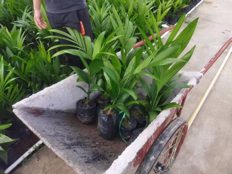 精品槟榔果苗槟榔苗海南槟榔种苗大量供应基地直发欢迎