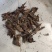 白芍芽头中药材种苗好种植易管理成活率高无水淹