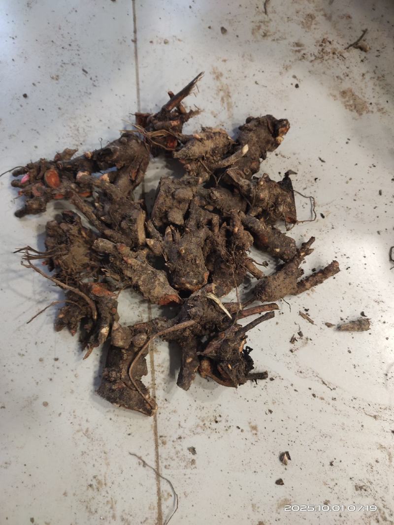 白芍芽头中药材种苗好种植易管理成活率高无水淹