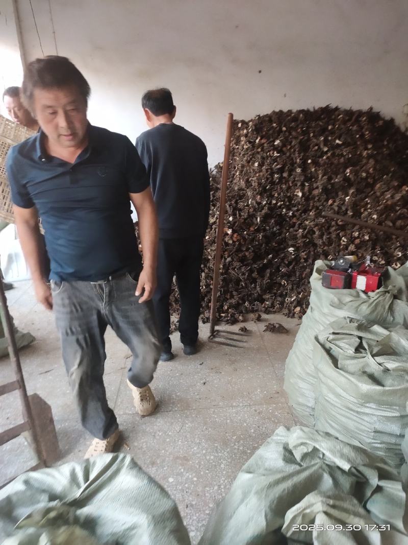 白芍芽头中药材种苗好种植易管理成活率高无水淹