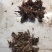 白芍芽头中药材种苗好种植易管理成活率高无水淹