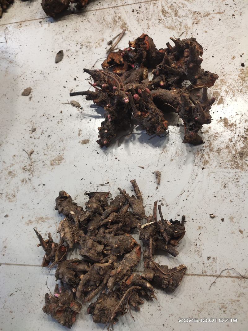 白芍芽头中药材种苗好种植易管理成活率高无水淹