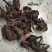 白芍芽头中药材种苗好种植易管理成活率高无水淹