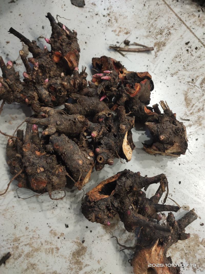 白芍芽头中药材种苗好种植易管理成活率高无水淹