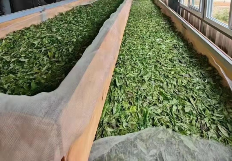 云南普洱茶绿茶