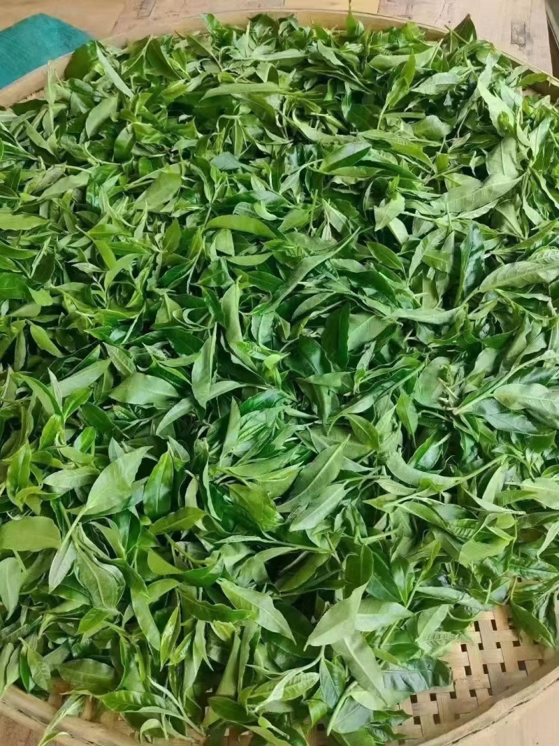 云南普洱茶绿茶