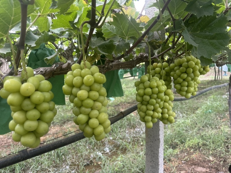 山东菏泽十月十一日阳光玫瑰2.7中小串十万斤
