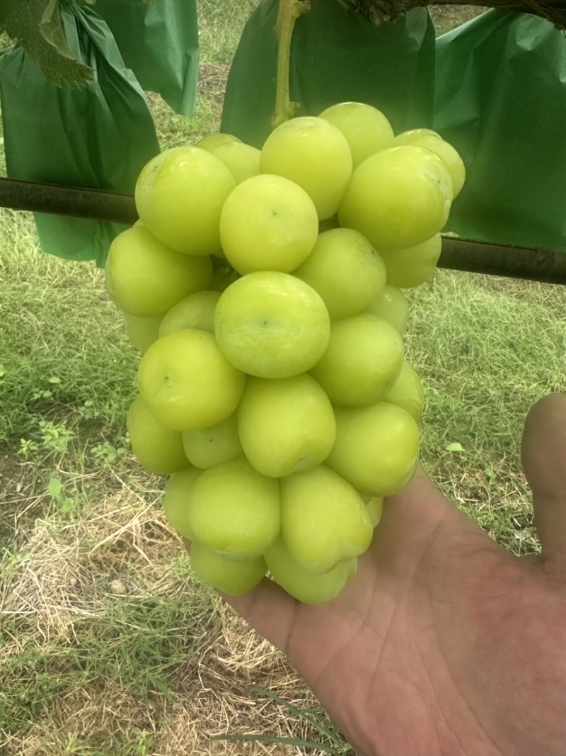 山东菏泽十月十一日阳光玫瑰2.7中小串十万斤