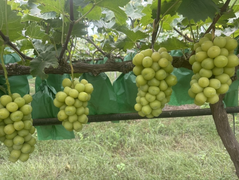 山东菏泽十月十一日阳光玫瑰2.7中小串十万斤