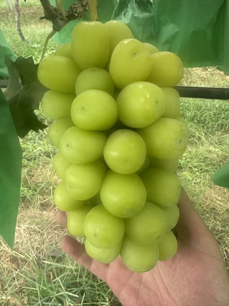 山东菏泽十月十一日阳光玫瑰2.7中小串十万斤
