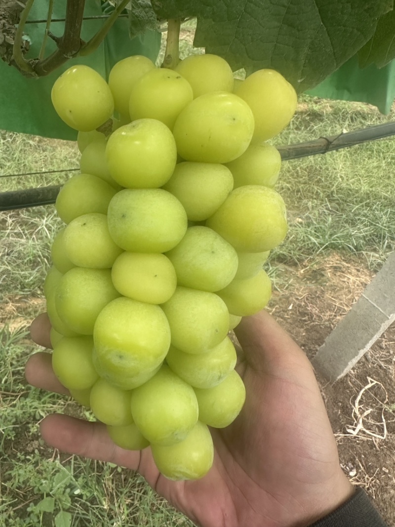 山东菏泽十月十一日阳光玫瑰2.7中小串十万斤