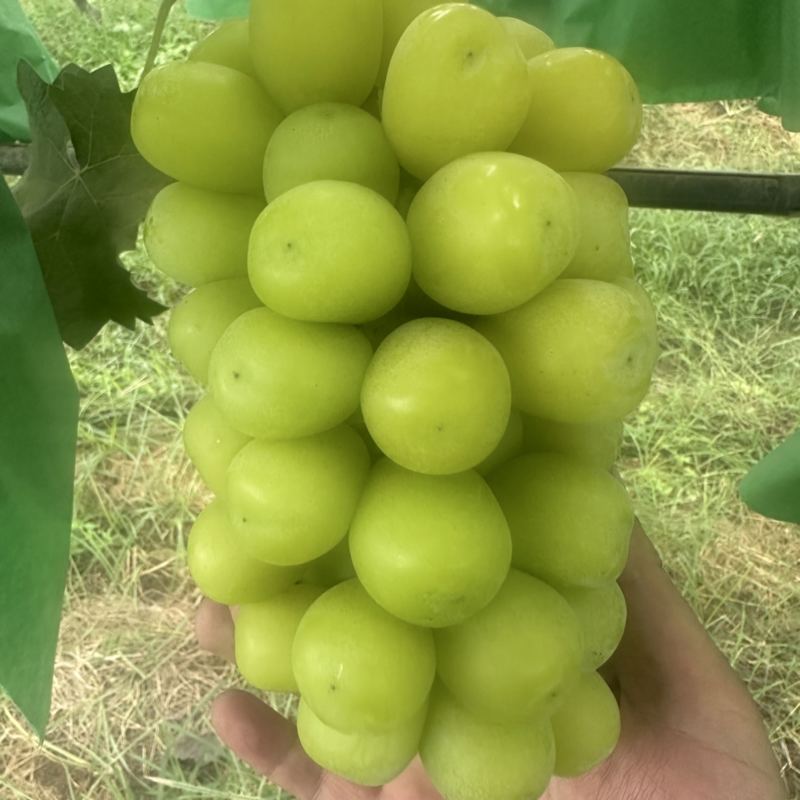 山东菏泽十月十一日阳光玫瑰2.7中小串十万斤