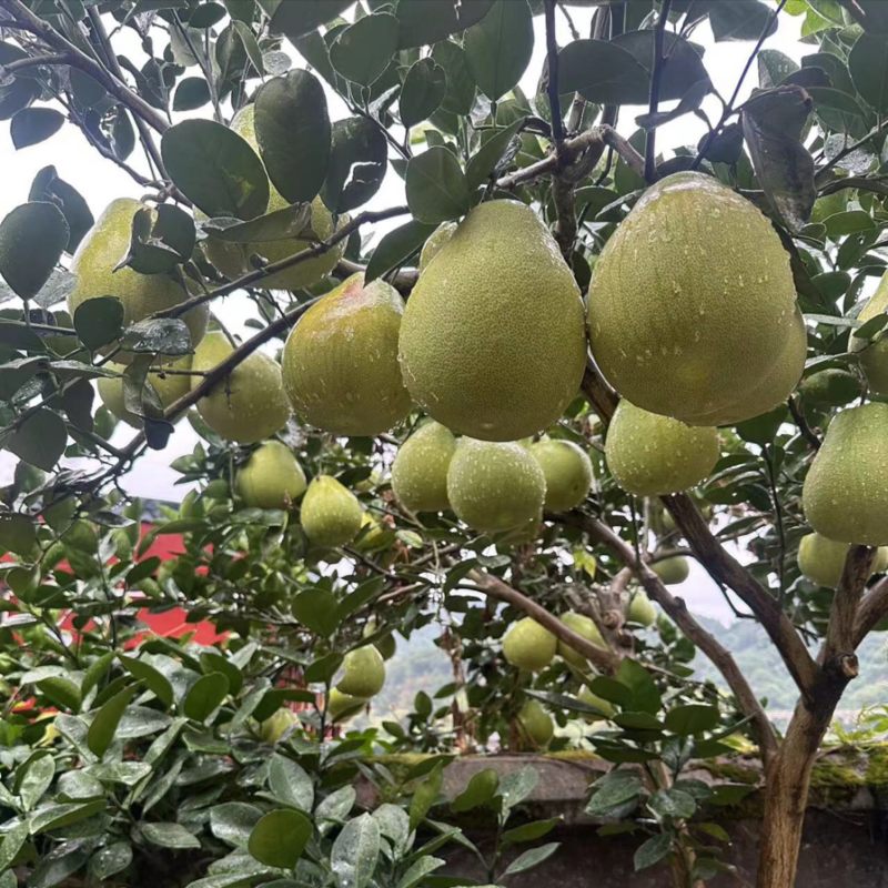 湖南安江冰糖柚大量有货，全国发货一手货源视频看货