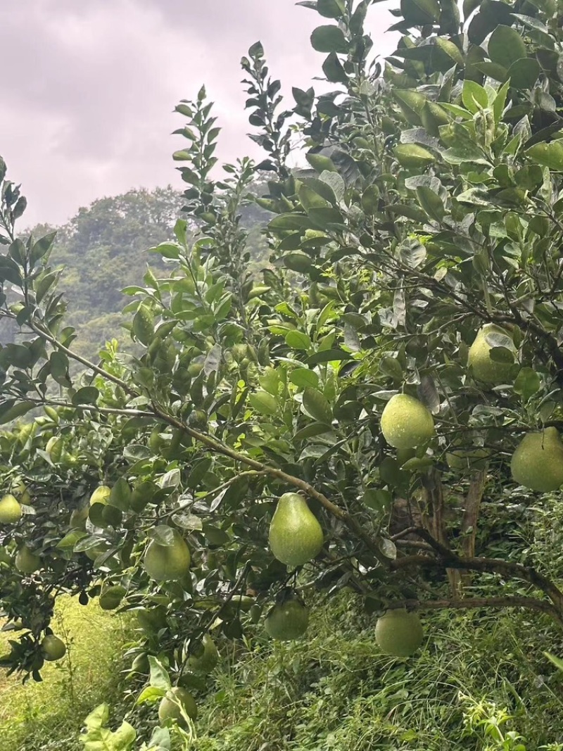 湖南安江冰糖柚大量有货，全国发货一手货源视频看货