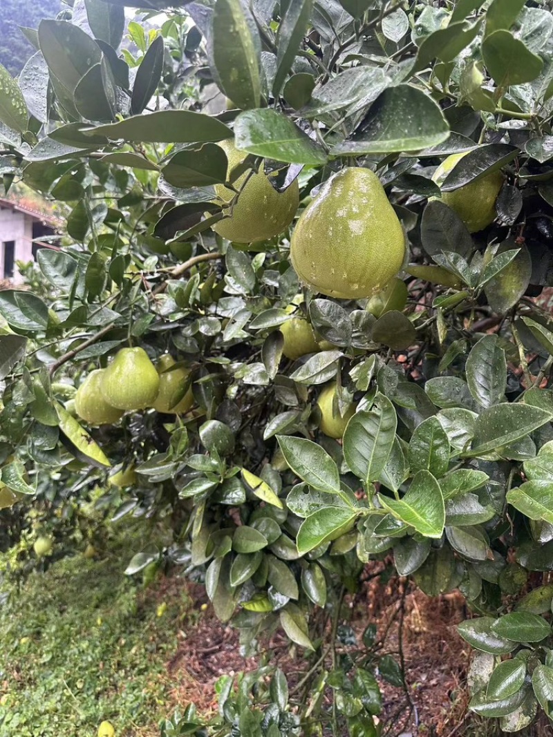 湖南安江冰糖柚大量有货，全国发货一手货源视频看货