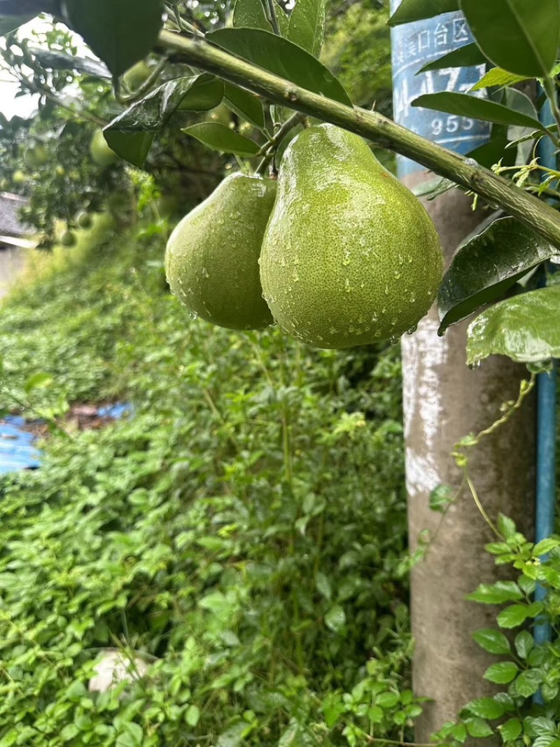 湖南安江冰糖柚大量有货，全国发货一手货源视频看货