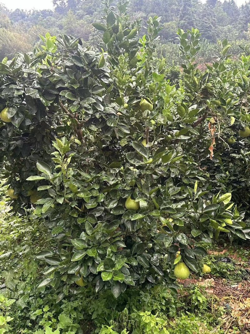 湖南安江冰糖柚大量有货，全国发货一手货源视频看货