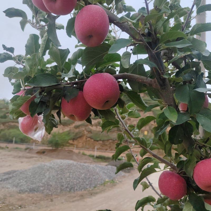 甘肃天水精品红富士苹果/量大价优/可视频看货/欢迎咨询