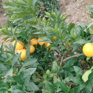 赣南脐橙江西赣州信丰脐橙欢迎客商前往种植基地采购