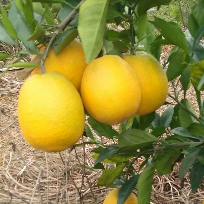 赣南脐橙江西赣州信丰脐橙欢迎客商前往种植基地采购