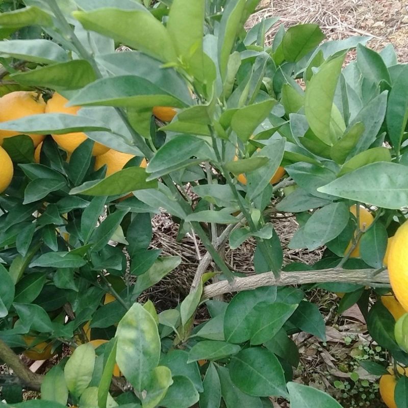 赣南脐橙江西赣州信丰脐橙欢迎客商前往种植基地采购
