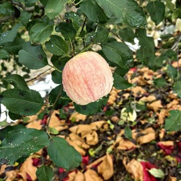 栖霞红富士苹果预售
