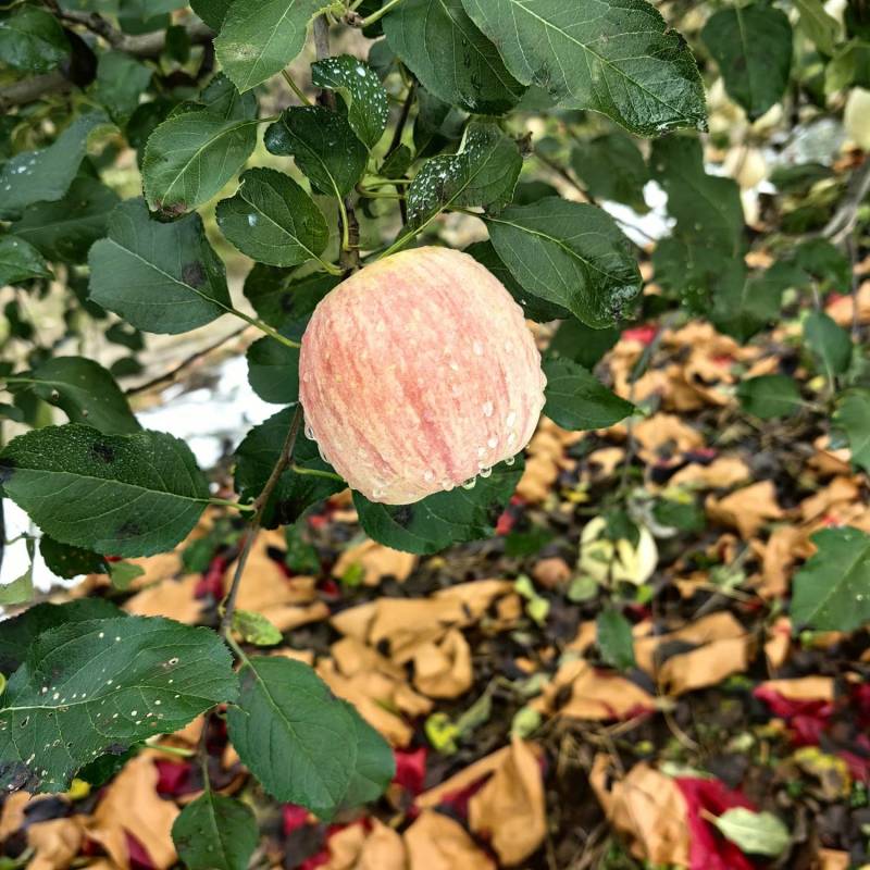 栖霞红富士苹果预售