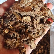 藁本辽藁本各种规格2斤包邮量大优惠