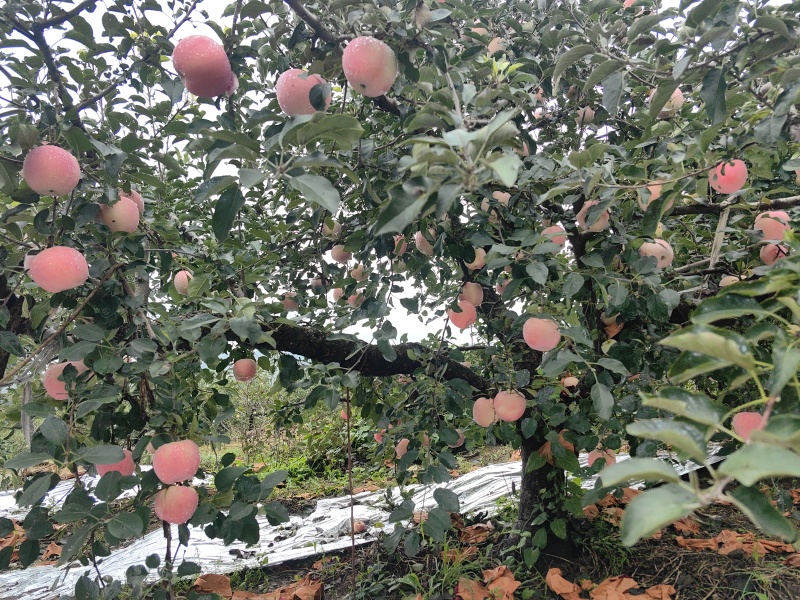 栖霞红富士苹果预售