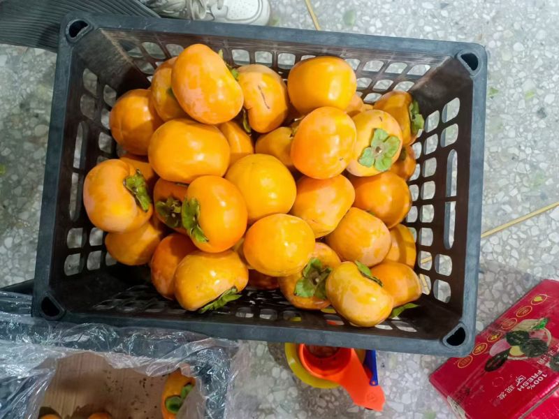 阳丰脆柿基地直销量大质优价格优惠一手货源欢迎电