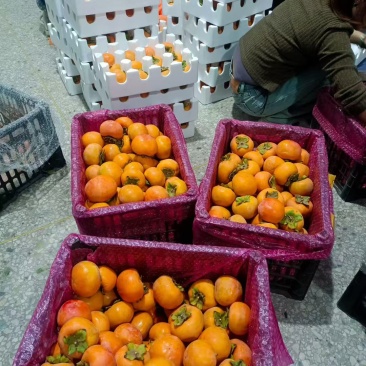 阳丰脆柿基地直销量大质优价格优惠一手货源欢迎电