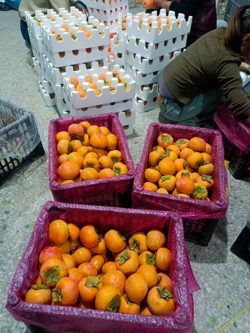 阳丰脆柿基地直销量大质优价格优惠一手货源欢迎电