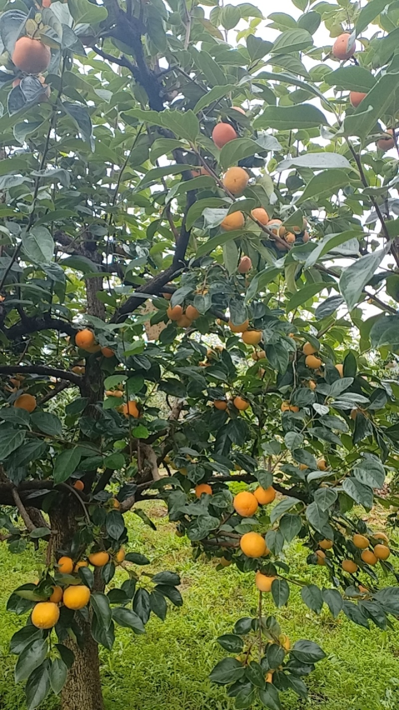 阳丰脆柿基地直销量大质优价格优惠一手货源欢迎电
