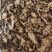 辽藁本各种规格2斤包邮量大优惠