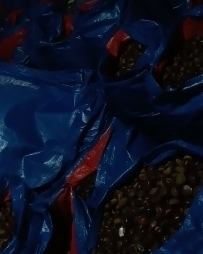板栗